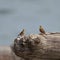 Savannah Sparrow resting at seaside