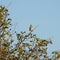 Savannah Sparrow resting on tree branch