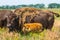 In savannah, steppe, prairie a herd of bison is grazed.