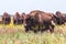 In savannah, steppe, prairie a herd of bison is grazed.