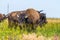 In savannah, steppe, prairie a herd of bison is grazed.