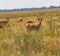 In savannah, steppe, prairie a herd of saigas is grazed.