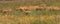 In savannah, steppe, prairie a herd of saigas is grazed.