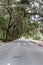 Savannah Street Under Southern Oaks