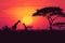 Savannah twilight Giraffes silhouette against a vibrant African sunset, vector illustration