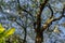 Savannahs beautiful Oak trees with spanish moss