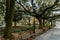 Savannahs beautiful Oak trees with spanish moss