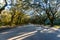 Savannahs beautiful Oak trees with spanish moss