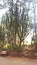 Save aarey forest mumbai goregoan