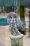 Save a bird, save yourself. Cute owl bird with large eyes and hawk beak. Owl bird perched in zoo cage. Prey bird of