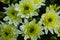 Save Download Preview Bouquet of yellow chrysanthemums on a white background. Yellow flowers on a white background. Flowerpot of