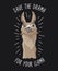 Save the drama for your llama print with funny alpaca head on dark backround. Llama motivational print. Vector alpaca meme