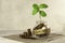 Save. Glass jar with coins and a plant on the table and several coins nearby.