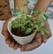 save plants - protect plants and conserve them