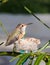 Saved Baby hummingbird in a make shift nest