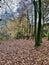 Savernake forest in autumn