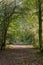 Savernake Forest - England`s larger forest