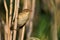 Savi\'s Warbler - Locustella luscinioides