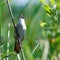 Savi`s Warbler Locustella luscinioides