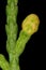 Savin Juniper (Juniperus sabina). Pollen Cone Closeup