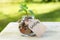 Saving. Glass jar with coins, on a wooden table, on a natural background.