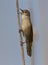 Saviâ€™s Warbler (Locustella luscinioides)