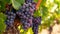 Savor the Essence of Spanish Wine: A Bunch of Exquisite Garnacha Red Grapes []