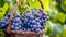 Savor the Lusciousness: Captivating Close-up of Ripe Sweet Sapphire Grapes in a Basket -