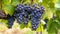 Savor the Richness of Black Sweet Sapphire Grapes: A Delightfully Crunchy Experience Amidst Gorgeous