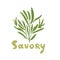 Savory herb cartoon vector illustration. Savory color icon for food ingredients. De Provence eco herbs and spices