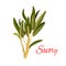 Savory herb spice vector sketch icon