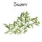 Savory sprigs