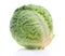 Savoy Cabbage