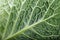 Savoy cabbage close-up