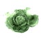 Savoy cabbage. Food illustration watercolor. Isolated on a white background. vector