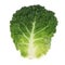 Savoy Cabbage Leaf