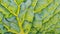 Savoy cabbage leaf close up. Textured bumpy wrinkled surface. Natural green and yellow background or wallpaper. Healthy lifestyle