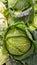 Savoy cabbage sales stand in a supermarket