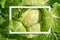 Savoy cabbage on white background. Top view with white frame. Organic, garden, healthy, plant food concept