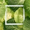 Savoy cabbage on white background. Top view with white frame. Organic, garden, healthy, plant food concept