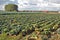 Savoy cabbages on the field