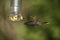 Saw-billed hermit, Ramphodon naevius