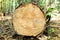 Saw cut of an old tree. The fallen tree is sawn in half. Close-up