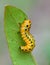 Saw fly larva on winged sumac