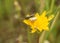 Saw Fly and Snail on yellow Asteraceae flower