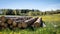 Saw logs stacked in a pile. Green meadow with yellow dandelions