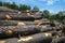 Saw logs,trees,saw mill,lumber