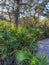 Saw Palmento Plant Serenoa repens in Florida