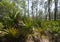 Saw Palmetto Abounds at Tarkiln Bayou Preserve State Park