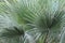 Saw palmetto, green palm leaves